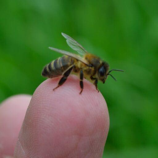 The Wonderfully Weird World of Honey Bees: 10 Facts That Will Blow Your Mind