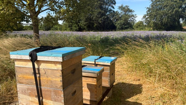 Inside the Hive: What's Happening in July