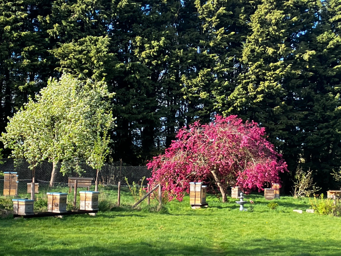 What Are UK Honey Bees Eating in April?