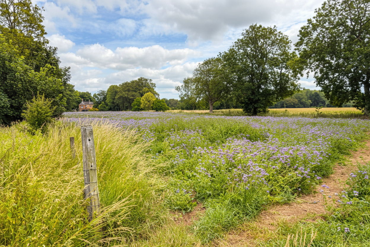 A wide outdoor landscape scene showing a field of small purple flowers or lavender-like plants, tall green grasses in the foreground, scattered trees, and a blue sky with white clouds.